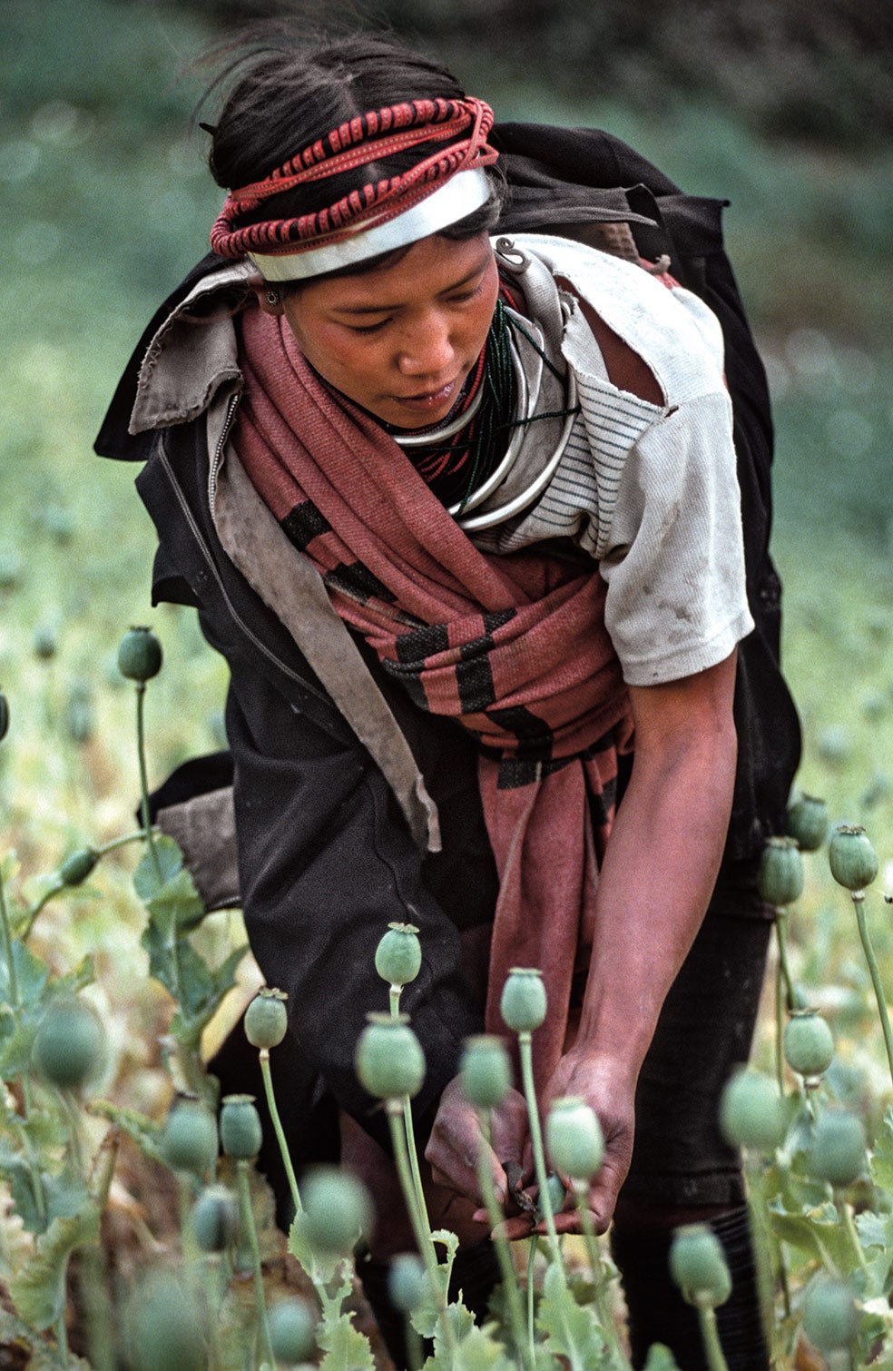 En los años cincuenta se disparó la producción de opio en el Triángulo de Oro, región fronteriza entre Birmania, Tailandia y Laos. Olive Yang fue una de sus impulsoras.