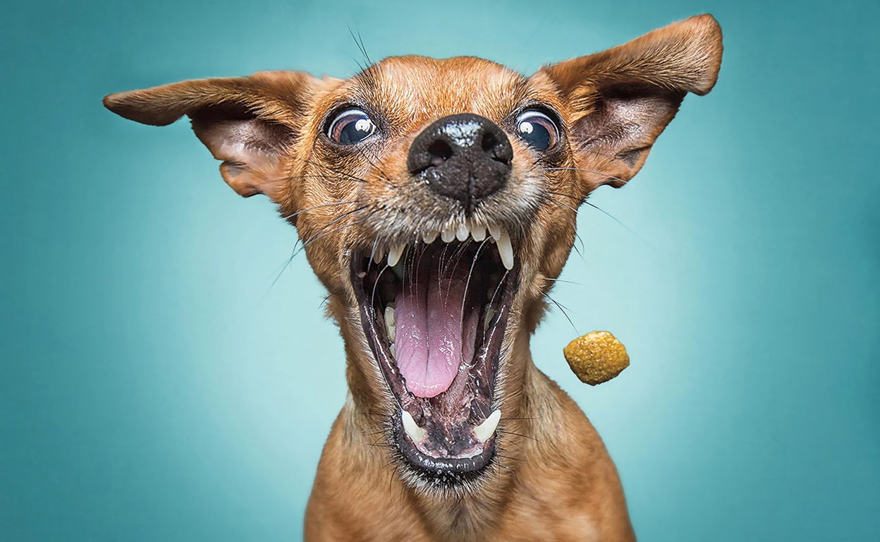 Las fotos más divertidas a la caza de chuches