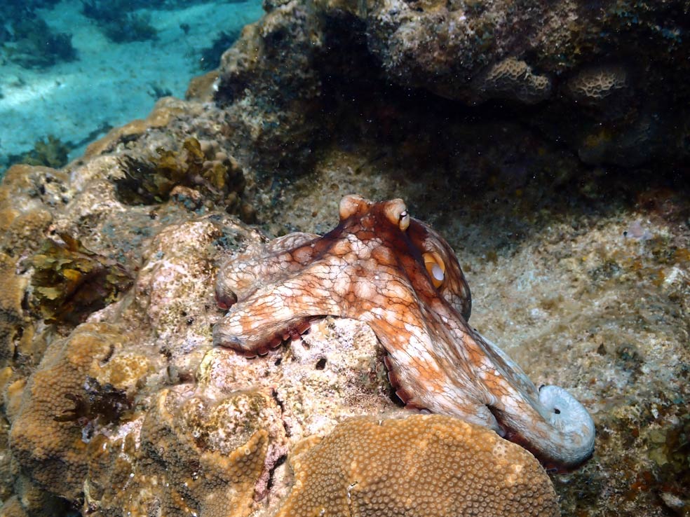 En una fracción de segundo cambian de forma y color gracias a sus células rellenas de pigmentos, como los píxeles.