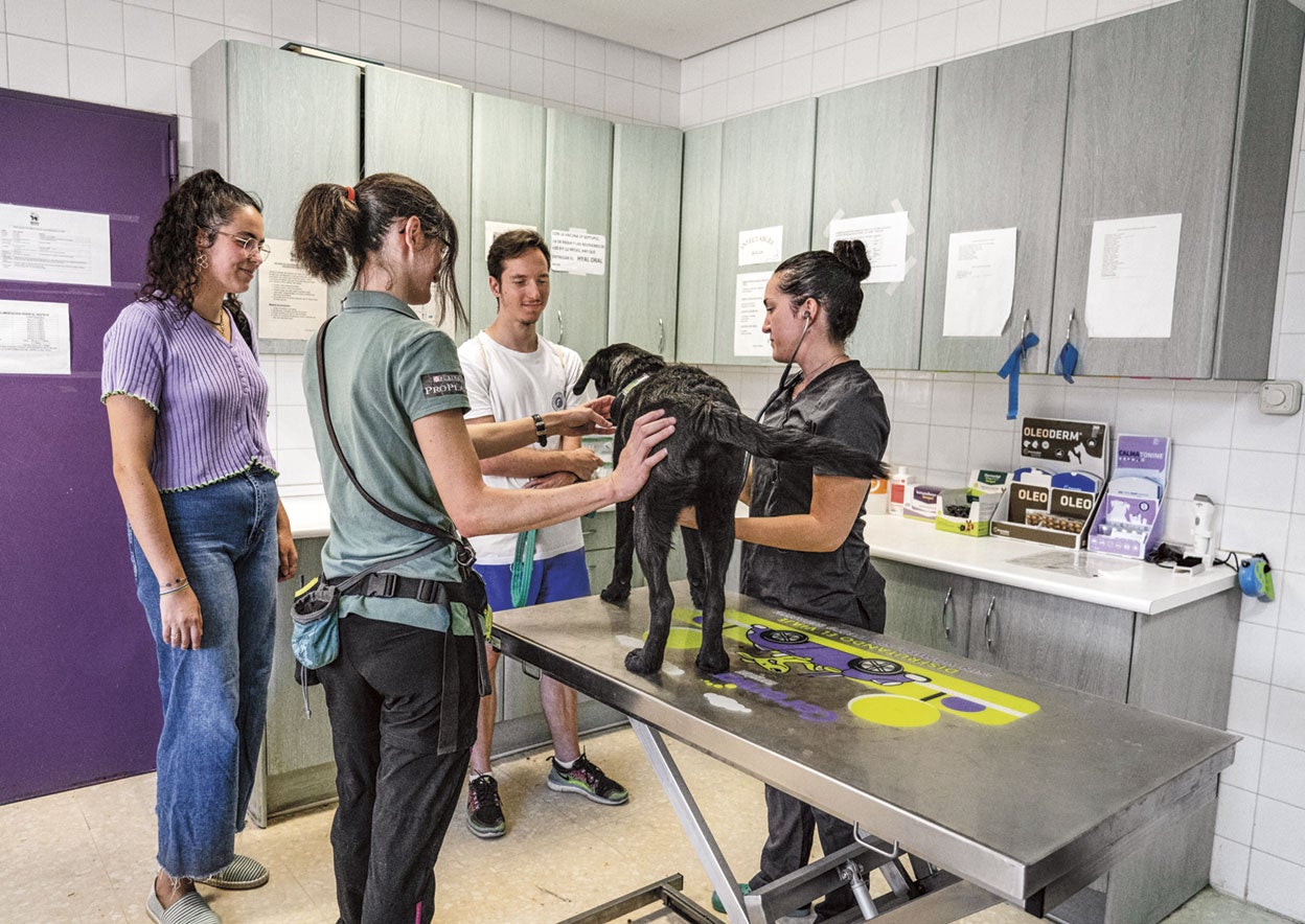 Júpiter visita el centro con sus adiestradores para una revisión. La selección es estricta. Mediante un control clínico y genético se descarta al que padezca patologías. También pasan una prueba de comportamiento que evalúa respuestas a distintas situaciones. Deben superarla con notable alto.