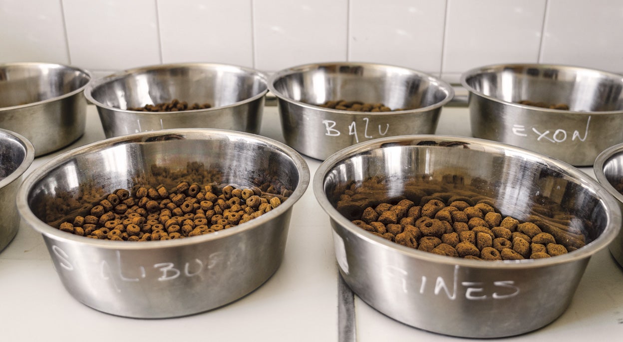 En la Fundación ONCE del Perro Guía, cada cachorro tiene su comedero.