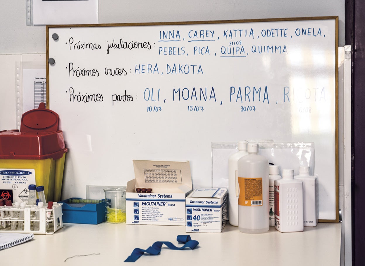 Tablero con el destino de varios perros para los próximos meses.