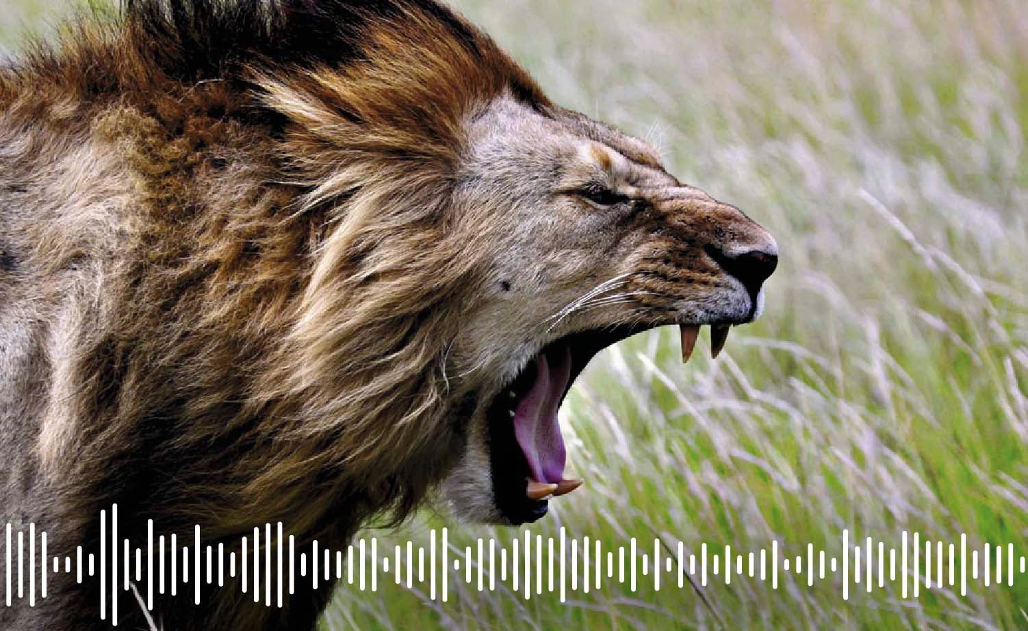 Podcast | La historia del último rey de la selva