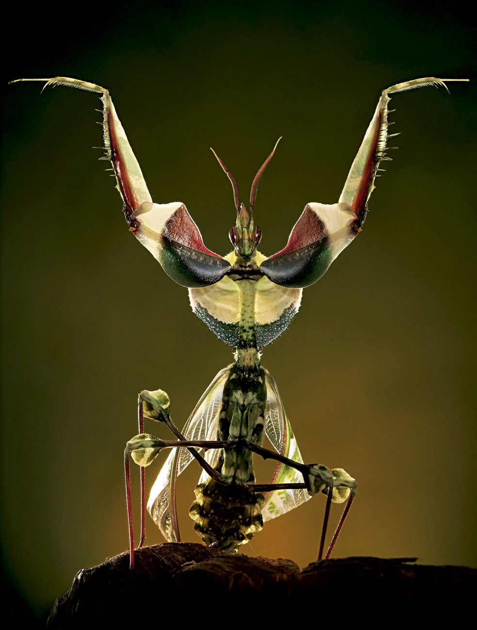 Una mantis diablo adopta una actitud agresiva haciendo alarde de sus armas. A pesar de las apariencias, las mantis utilizan este truco como defensa, no como ataque. Cuando lo que quieren es atacar, se valen de la táctica opuesta: basándose en su mimetismo, se hacen invisibles y esperan a su víctima.