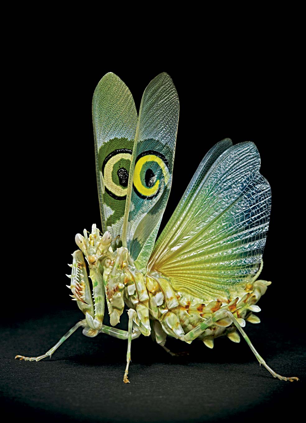 La Pseudocreobotra wahlbergii es de pequeño tamaño, pero de color y diseño muy llamativos. Su abdomen cubierto de excrecencias en forma de espinas le ha valido el nombre de mantis espinosa de las flores. Originaria del este y centro de África, se alimenta de grillos y moscas que localiza moviendo su cabeza en todas direcciones.