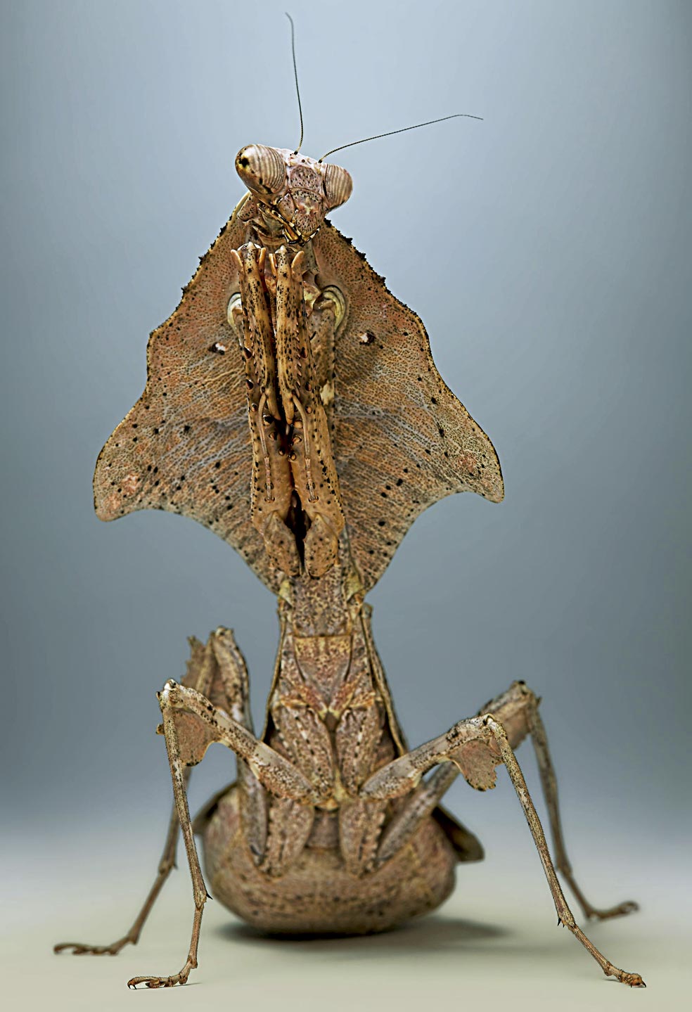 El nombre de la mantis roja en latín: Empusa pennata hace referencia a la Empusa, temible criatura de la mitología griega que vigilaba la morada de los muertos, pero su camuflaje es sólo para hacerse pasar por hoja. Las mantis mudan su esqueleto externo, llamado exuvia, de 6 a 8 veces en su vida, que ronda, de promedio, un año.