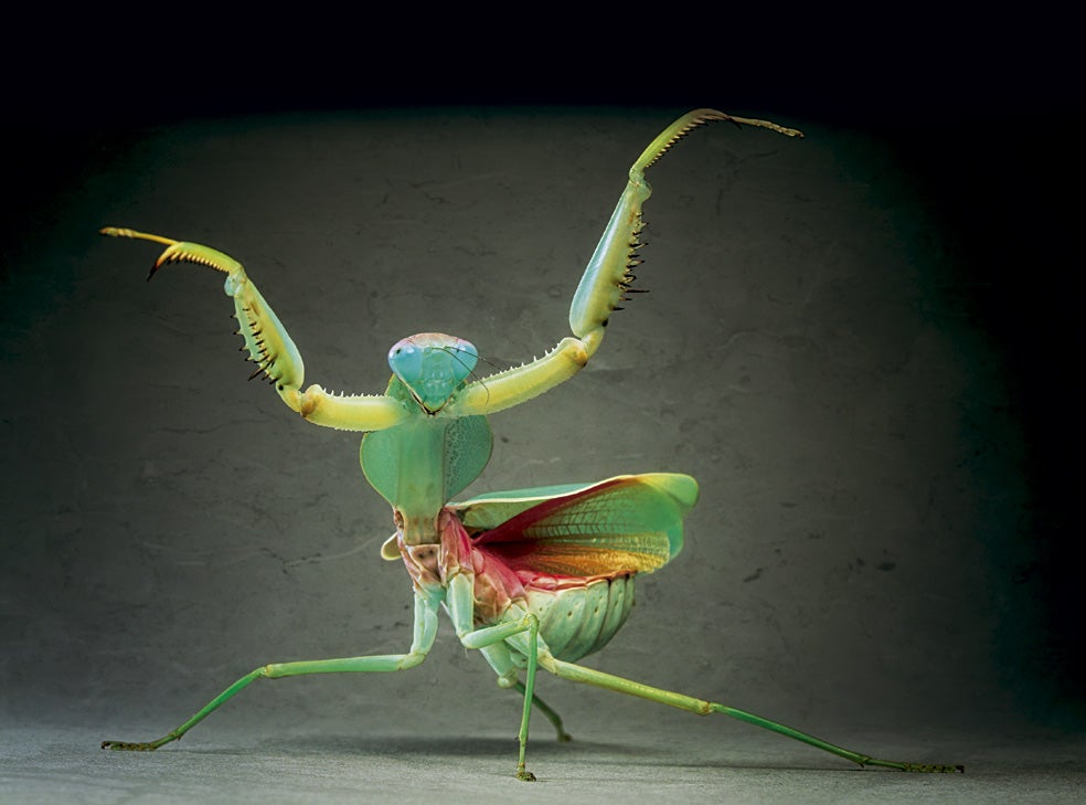 Una mantis malaya acorazada gigante (Rhombodera basalis). Esta especie, una de las mayores del mundo (mide hasta 12 centímetros), es muy agresiva. Todas las mantis proceden de una protocucaracha carnívora de la que surgieron, además de las mantis, sus dos parientes más cercanos: los termes y las cucarachas.