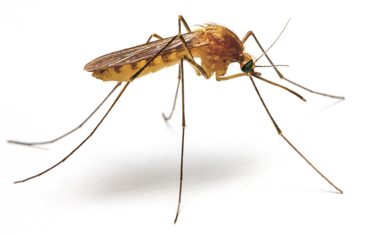 Enfermedad que contagia: malaria.