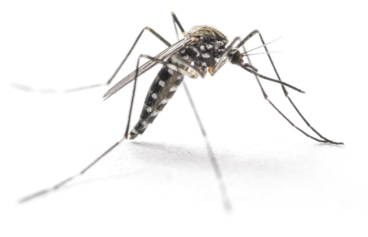 Aedes japonicus. Enfermedades que contagia: virus del Nilo Occidental, dirofilariasis, encefalitis.