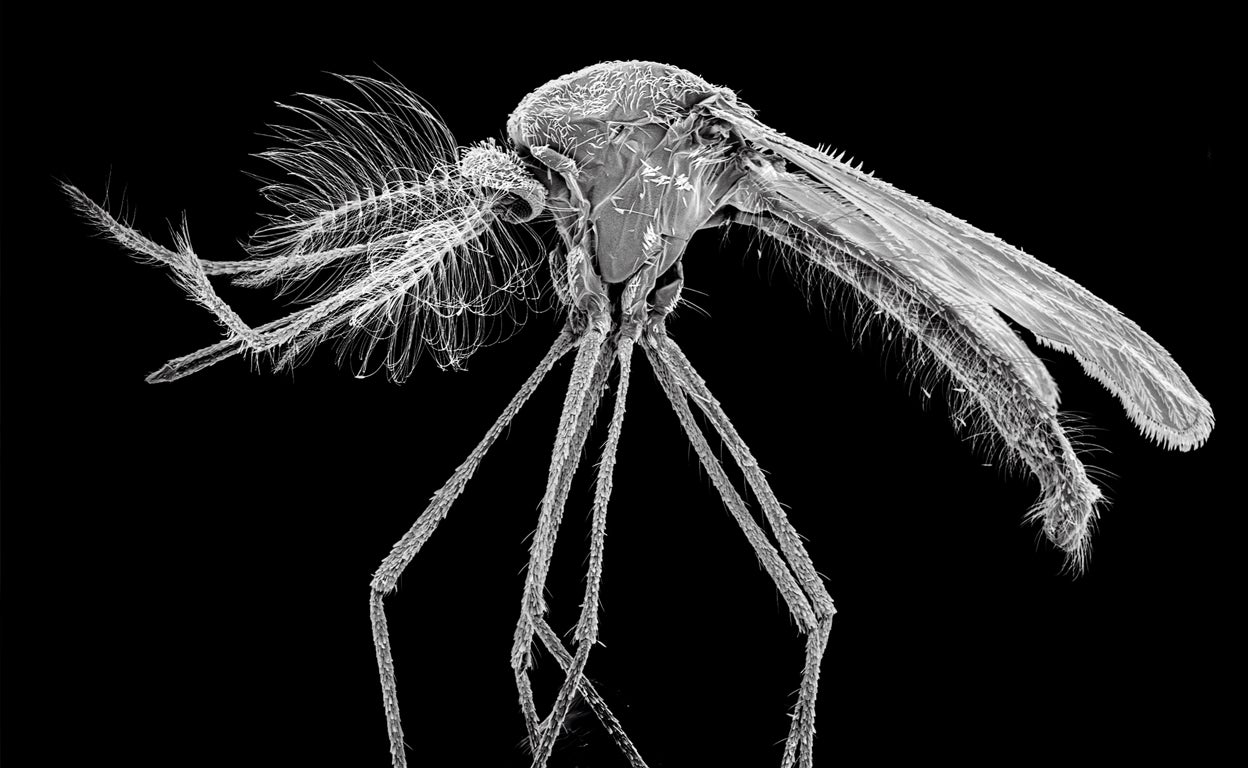 Alarma ante la amenaza de los mosquitos, el animal más letal de la Tierra