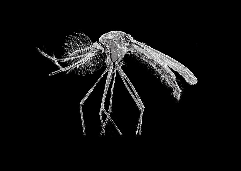 Imagen - La nueva amenaza del mosquito, el animal más letal del mundo
