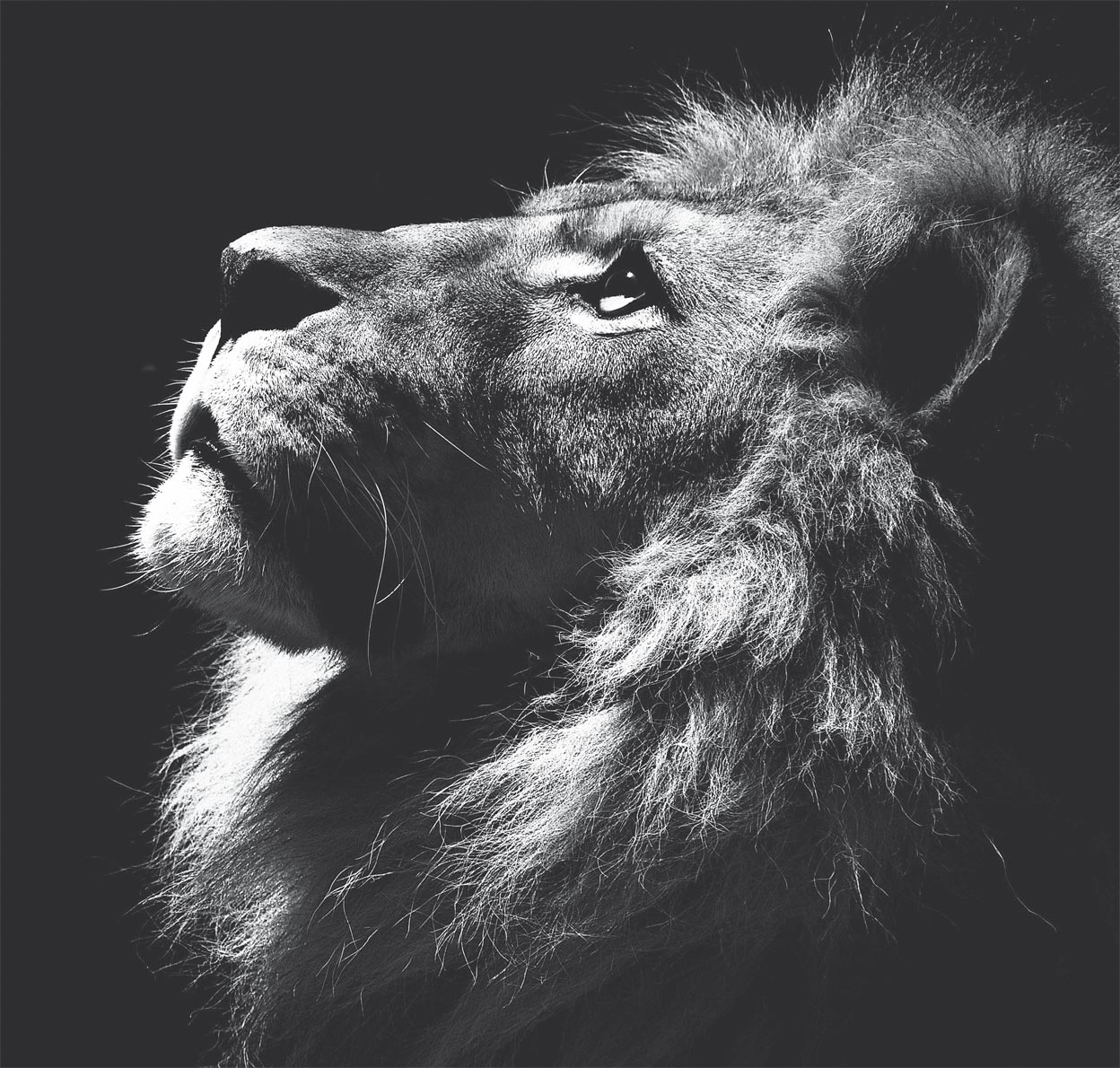 Imagen - Más que un drama ecológico