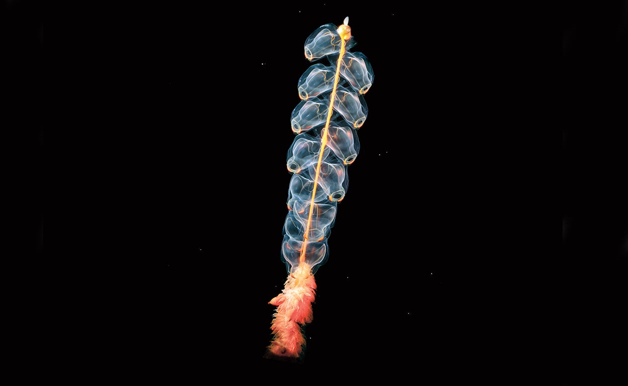 Esta especie oceánica que habita las zonas abisales de nuestro planeta es lo más parecido a lo que podrían ser los seres vivos extraterrestres —ya posiblemente existentes— de algunos de los exoplanetas y satélites en los que las condiciones ambientales estarían dadas para el desarrollo de seres vivos.