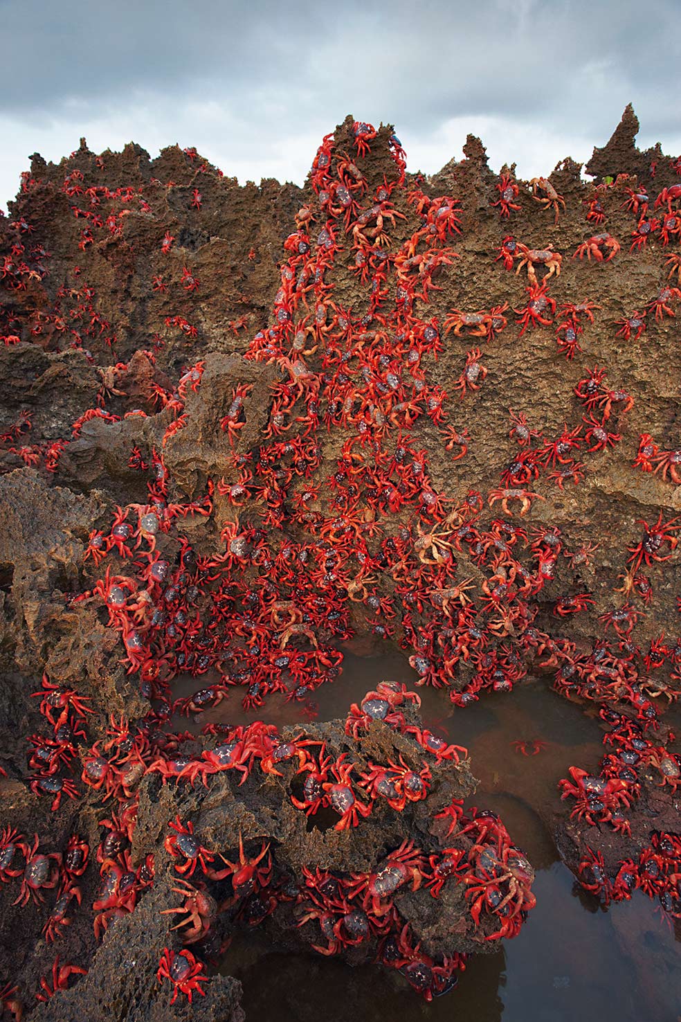 Entre octubre y diciembre, 120 millones de cangrejos rojos sienten la llamada del amor en la isla Navidad, en el Índico australiano. En hordas imparables salen de los bosques de la isla y corren hacia la costa, donde se aparean. Los machos vuelven al interior húmedo del bosque al finalizar, pero las hembras esperan en las rocas de la costa a que los huevos se fertilicen para soltarlos después al agua. Éste es el momento en el que las costas de la isla Navidad parecen pintadas de rojo.
