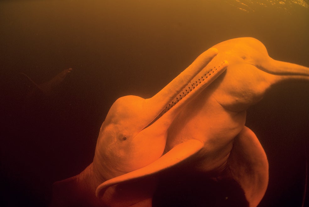 Los delfines amazónicos son animales muy inteligentes y sociales. La madurez sexual se produce cuando los machos superan los 2 metros de longitud y las hembras alcanzan los 1,7. Las parejas tienen sus crías entre julio y septiembre, después de un periodo de gestación de entre 9 y 12 meses.