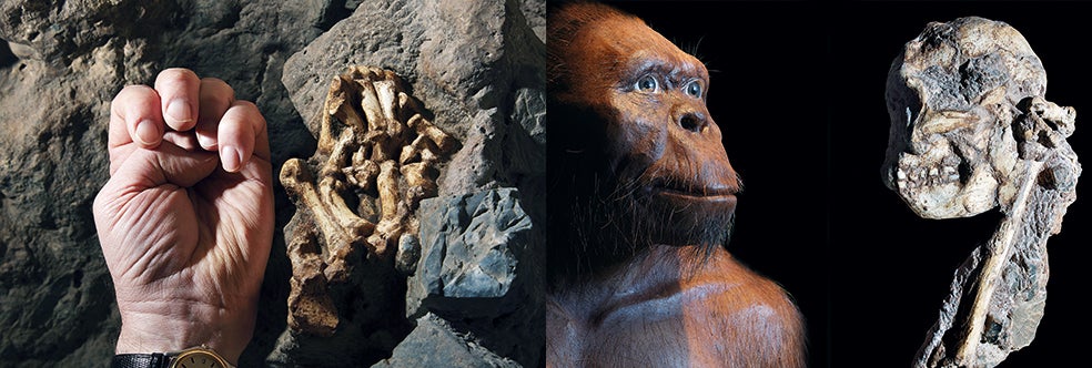 La aparición del Australopithecus, género al que pertenece Little Foot, supuso un momento crucial en la evolución humana. En 1924 Raymond Dart encontró el 'Niño de Taung', un cráneo del primer espécimen de Australopithecus, con el que se inició la carrera por hallar el eslabón perdido, expresión que comúnmente hace referencia a la hipotética especie que uniría a los humanos con sus antepasados simios. El Australopithecus vivió en África oriental y meridional entre 4,2 y 2,3 millones de años atrás. Medía 1,50 m de alto, pesaba hasta 50 kilos y tenía la nariz ancha y la frente echada hacia atrás. Su cerebro era de tamaño parecido al del de un chimpancé. Pero un detalle lo diferenciaba: caminaba erguido sobre dos patas, rasgo esencial del Homo sapiens.