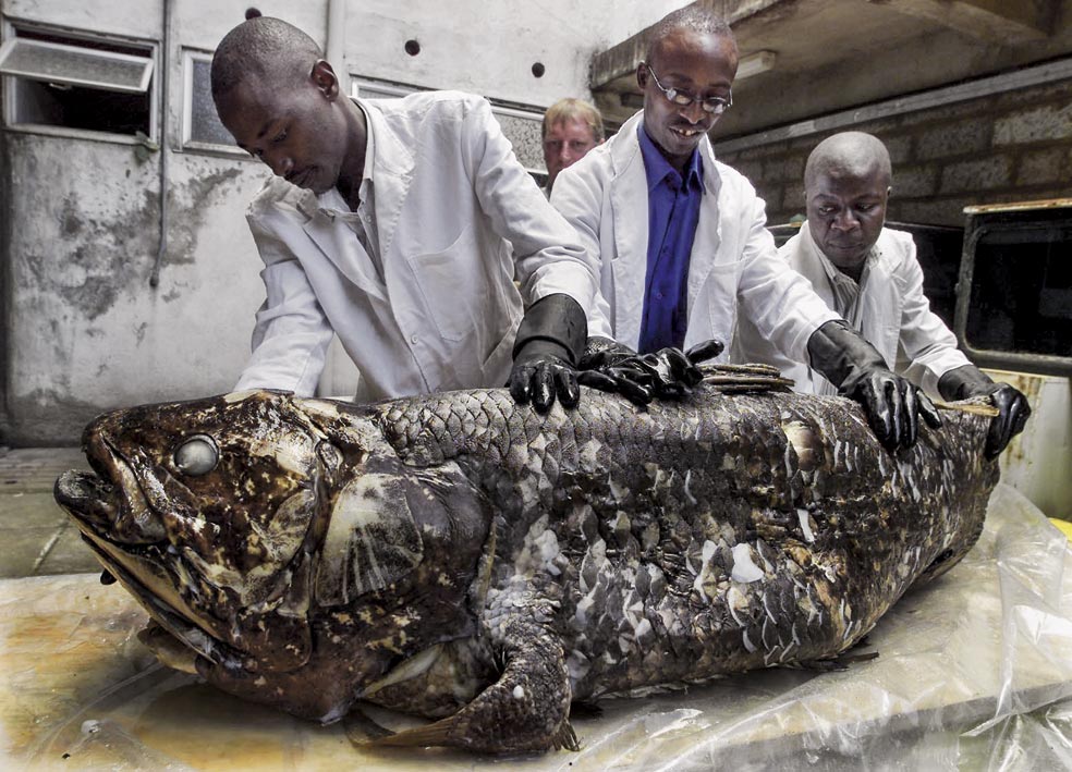 Al celacanto se lo creía extinguido hace 70 millones de años. Pero en 1938 y en 1998 se han pescado ejemplares de este animal prehistórico.