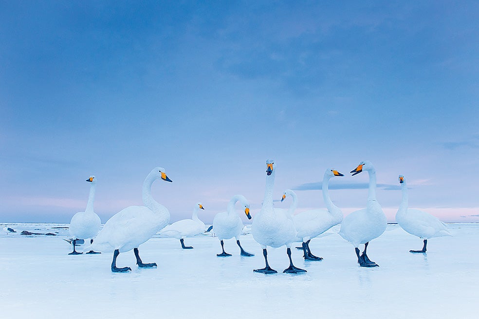 En la bahía de Notsuke, en la japonesa isla de Hokkaido, un grupo de cisnes cantores se prepara para pasar la noche. Permanecerán en Japón los meses de invierno, pero entre marzo y abril regresarán a sus tierras natales en la franja boreal.