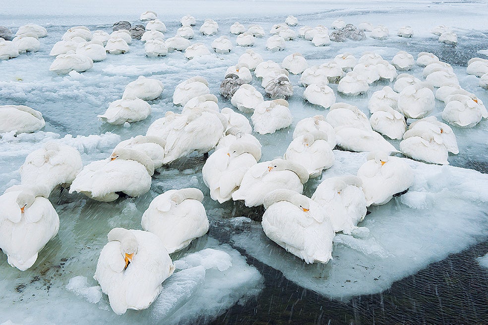 Estos cisnes nacen y viven en las regiones boreales de Europa y Asia. Se adaptan extraordinariamente al frío –allí, de hasta –50 ºC–, y su plumaje es uno de los aislantes térmicos más efectivos del reino animal.
