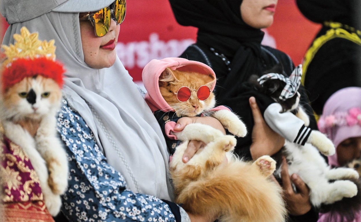 Desfile de moda con gatos, ¿exhibición de mascotas o 'maltrato' animal?