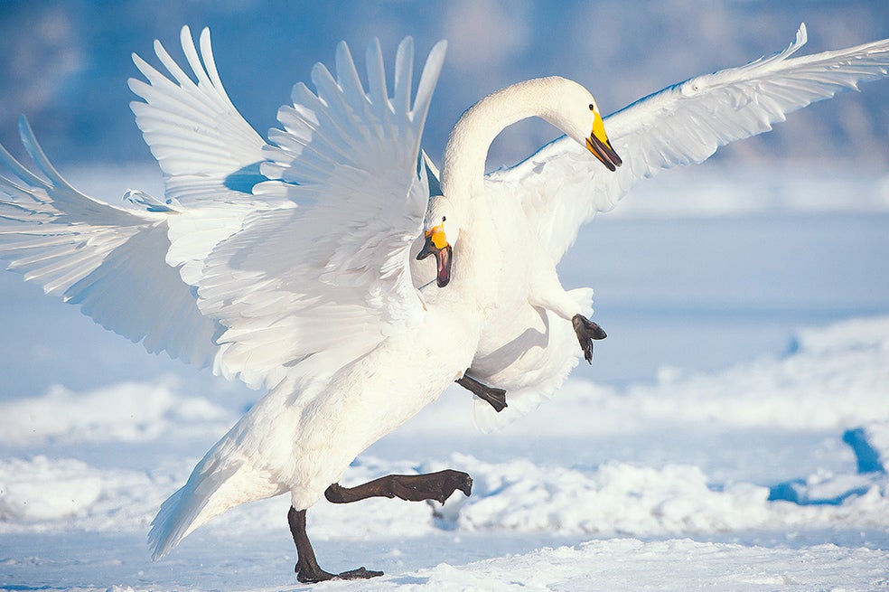 Cuando dos machos se enfrentan por una hembra, el combate es tan violento que pueden llegar a matarse. Por suerte para ellos, solo se enfrentan con otro macho una vez a lo largo de sus vidas, ya que, cuando forman pareja, la unión es para siempre.