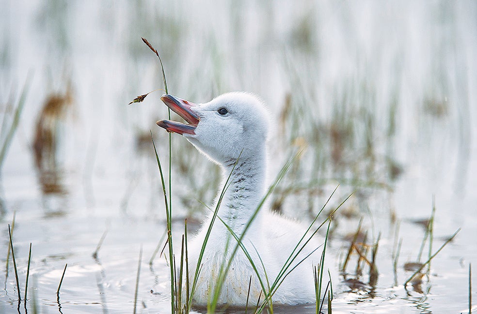 Las puestas, de entre cuatro y seis huevos, se producen al principio de la primavera y las crías nacen tras 31 días de incubación. Las madres vigilan a los pollos hasta que, 40 o 50 días después, aprenden a volar.