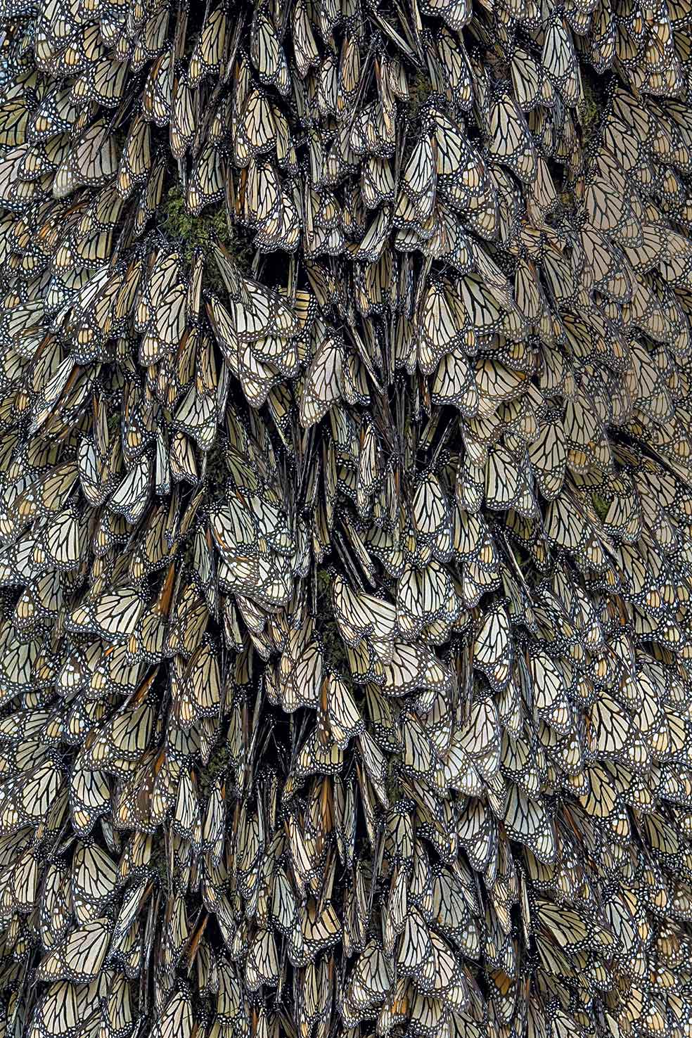 Durante la estación fría, entre los meses de noviembre y marzo, las mariposas monarca llegan desde diversas latitudes a los bosques de las sierras de Michoacán, en México. Más de 150 millones de ejemplares de esta espectacular especie se posan sobre los árboles, en apretada formación. Es la única manera que tienen de mantener el calor corporal. La unión de cuerpos y alas permite a la colonia vencer temperaturas bajo cero que, de otro modo, las mataría.