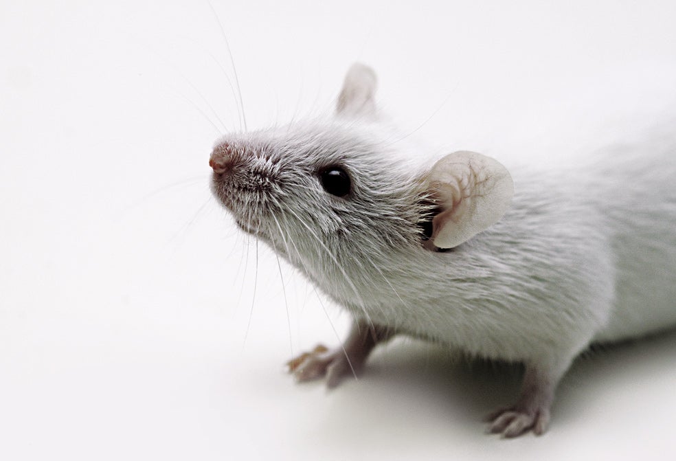 La empatía nos conecta unos con otros. También en el mundo animal y la compasión va un paso más allá: es una acción altruista. En un experimento, un ratón al que se coloca ante dos jaulas –una con un trozo de pastel y otra con otro ratón– abrirá ambas y compartirá la tarta.