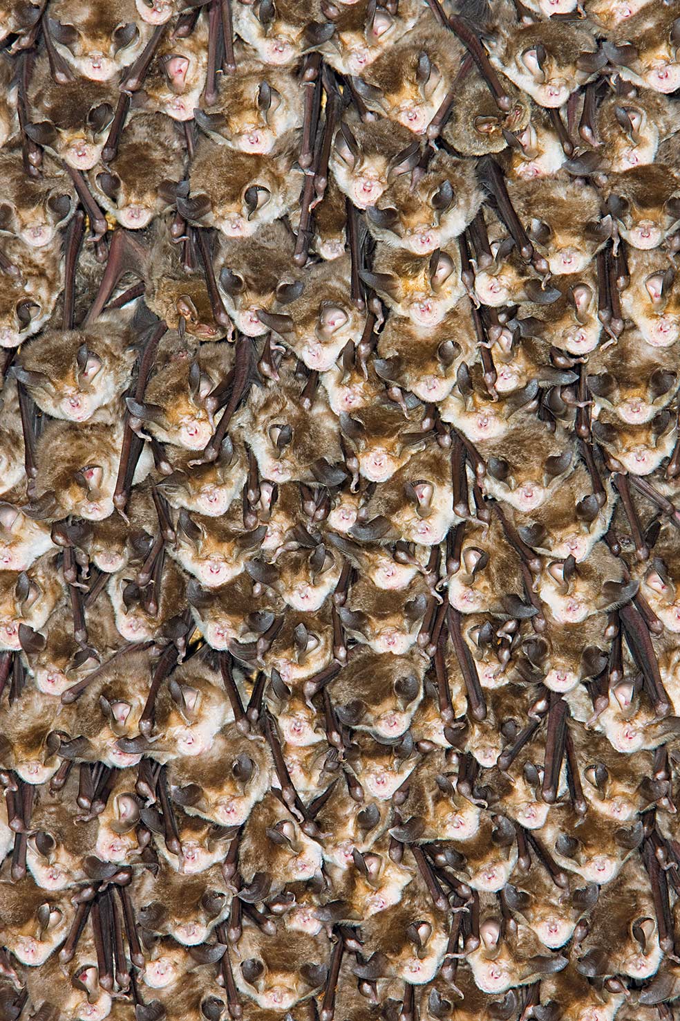 Miles de hembras de murciélagos ratoneros grandes se congregan en una cueva en Alemania. Estos murciélagos europeos se vuelven gregarios en época de cría. Mientras ésta dura, los machos llevan una vida solitaria o, a lo sumo, forman pequeños grupos durante el día. Pero, en agosto, machos y hembras vuelven a reunirse en pequeños harenes donde se realizan los apareamientos. A la hora de parir y de cuidar a sus pequeños, forman por fin, las grandes guarderías. Eso sí, sólo las hembras.