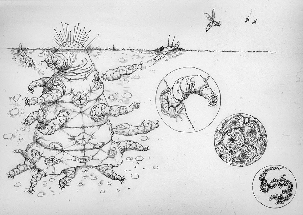 Científicos de Oxford especulan que Encélado, una luna de Saturno, podría estar habitado por un organismo colonial (compuesto de varios individuos), que han bautizado 'el octomita'. Su diseño (en la ilustración) es similar al de una especie oceánica terrestre llamada 'sifonóforo' (en la foto de abajo).