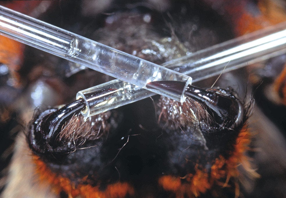Extracción de veneno de los queliceros (los apéndices bucales) de una araña bananera. La ciencia estudia su posible aplicación medicinal.