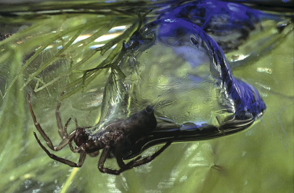 Los sistemas de caza de las arañas son variadísimos: esta llega a crear con su tela esferas subacuáticas donde almacena oxígeno para llevar allí sus presas y devorarlas bajo el agua.