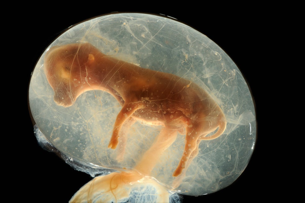 Un feto de ternera de apenas 65 días de gestación en su saco amniótico. Aún le quedan siete meses para abandonar el útero. Al nacer, tras una gestación de más nueve meses, pesará 40 kilos.