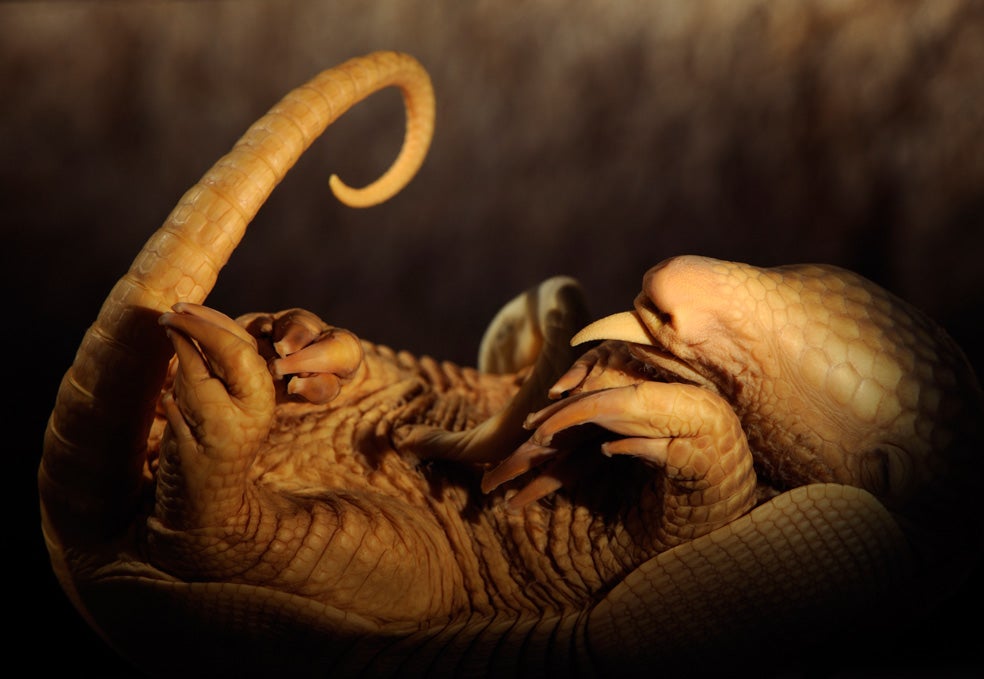 Las hembras de armadillo, tras un periodo de gestación de 120 días, alumbran casi siempre cuatro crías. Eso es porque, tras la fecundación, el cigoto se divide en cuatro dando lugar al desarrollo de cuatro mellizos idénticos.