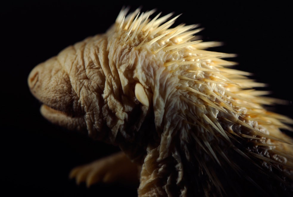 Tras un mes en el útero materno, esta cría de erizo común ya tiene el tamaño de un dedo índice. Al nacer, a los 45 días de gestación, sus cerca de 100 púas siguen siendo blandas y solo adquirirán su color y dureza un tiempo después.