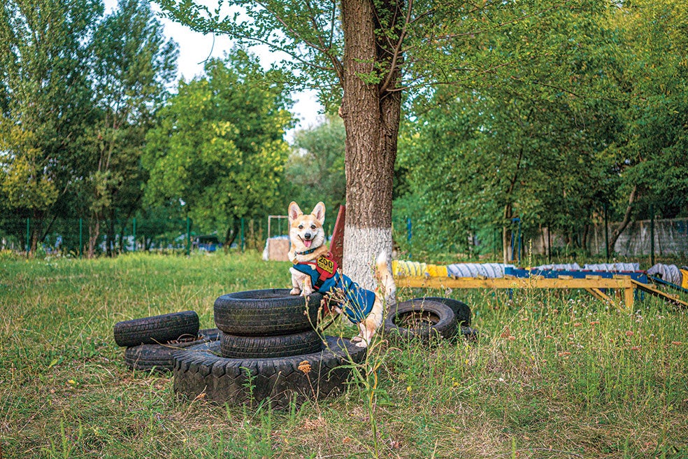 Lograr que los perros tengan las habilidades necesarias requiere un entrenamiento intenso y largo. De casi tres años. A pesar de ello, lo difícil es encontrar adiestradores, reconoce una voluntaria.