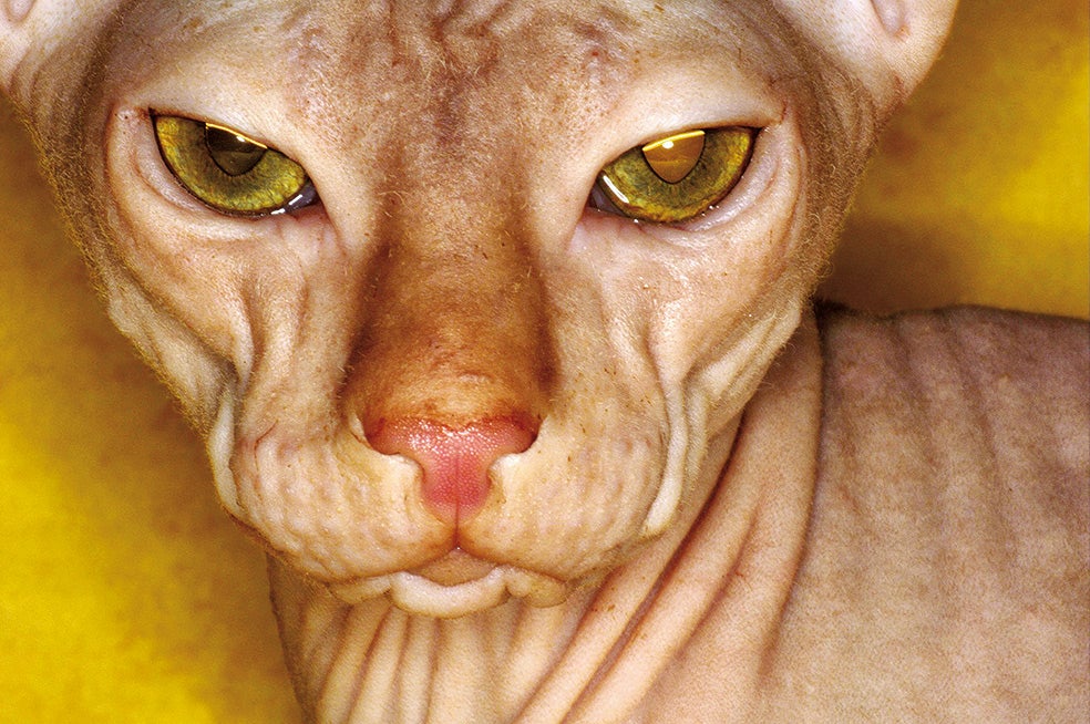 El gato esfinge (Sphynx) se caracteriza por su aparente ausencia de pelaje, pero lo tiene: muy fino y corto, casi imperceptible. Es un mutante natural perpetuado mediante la cría a partir de dos mutaciones iniciadas en Canadá en los sesenta. Son dulces, pacíficos, curiosos e inteligentes y muy dependientes de sus dueños.