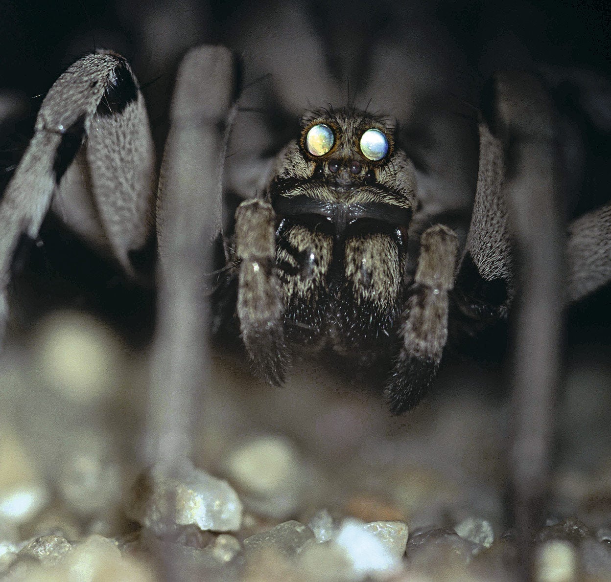 ¿Miedo a las arañas? Estás equivocado; en realidad, cuidan de nosotros