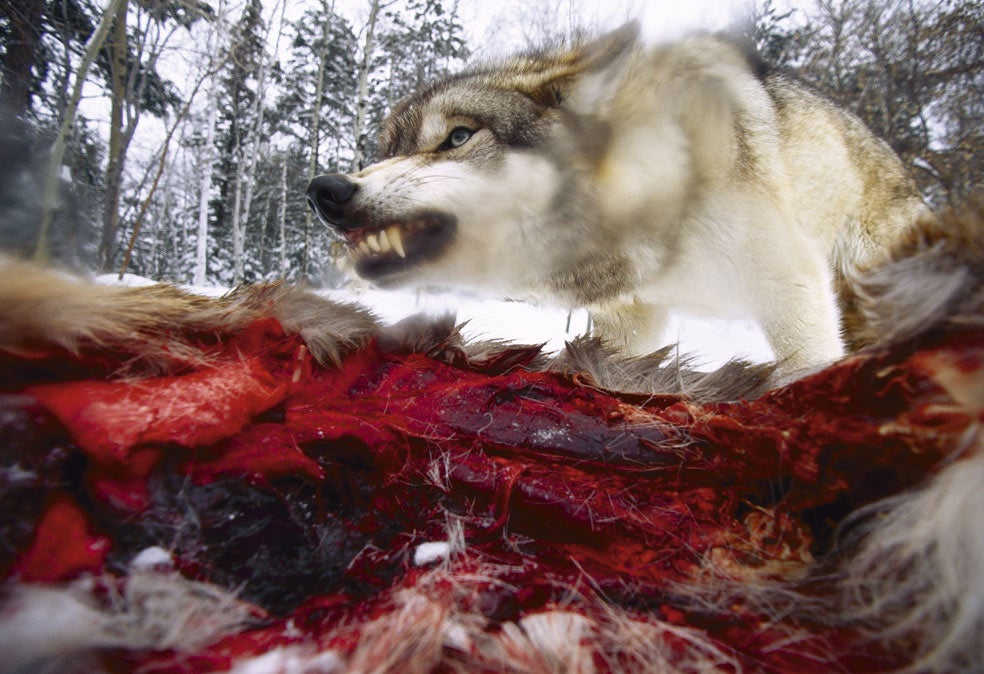 Los lobos cazan en manada organizándose según sus capacidades. Aunque pueden alcanzar los 65 kilómetros por hora, su baza frente los grandes herbívoros –a los que prefieren como presas– se basa en la resistencia. Pueden mantener un trote sostenido de 10 kilómetros por hora durante decenas de kilómetros, hasta que el cansancio frena a su presa. Entonces, la devoran. Normalmente, un lobo ingiere poco más de 3 kilos de comida cada vez, pero en situaciones de hambruna pueden llegar a ingerir más de 10, lo cual compensa su capacidad de ayuno. Se ha comprobado que pueden pasar hasta 17 días sin comer.