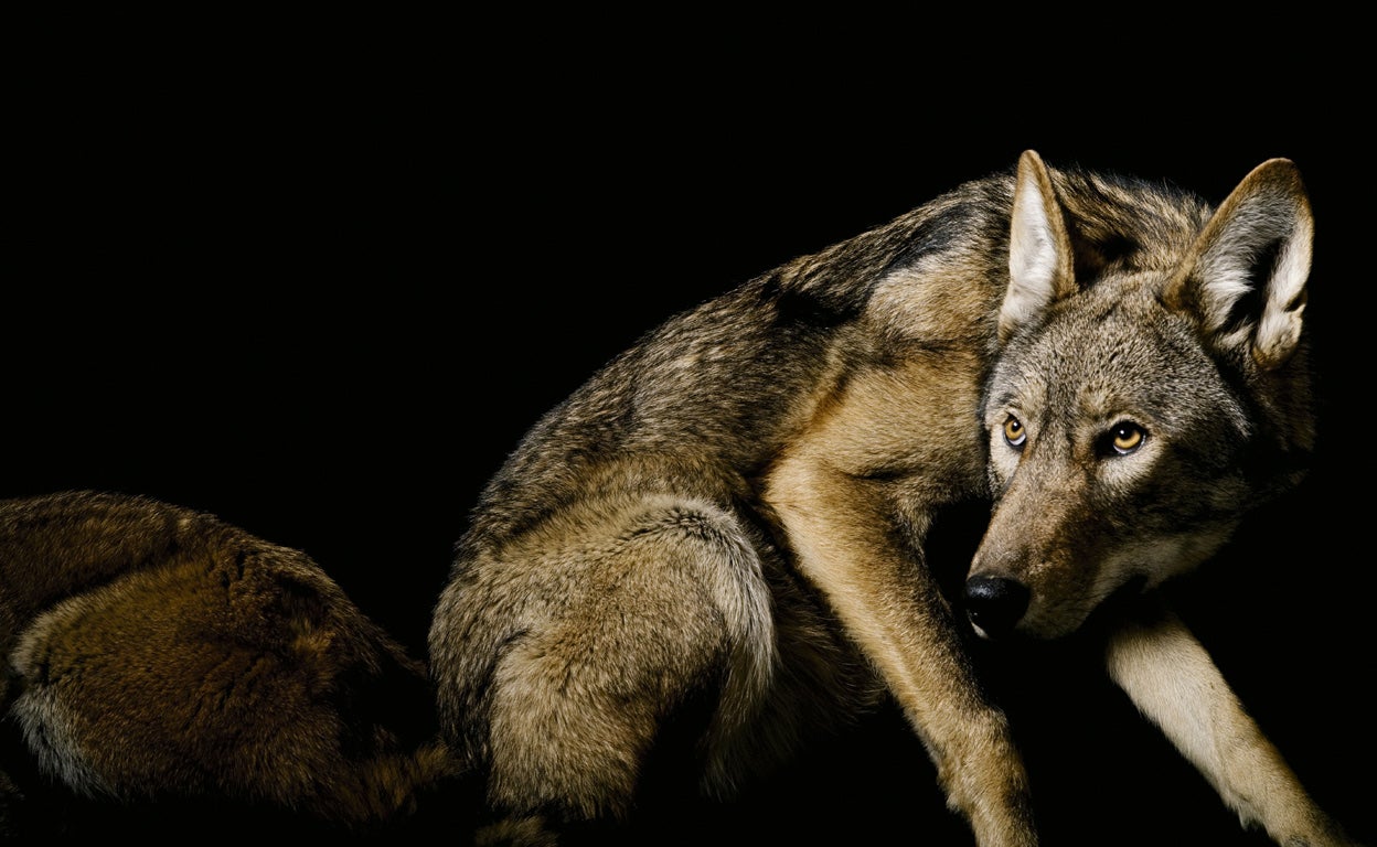 El hombre y el lobo: una larga historia de desamor