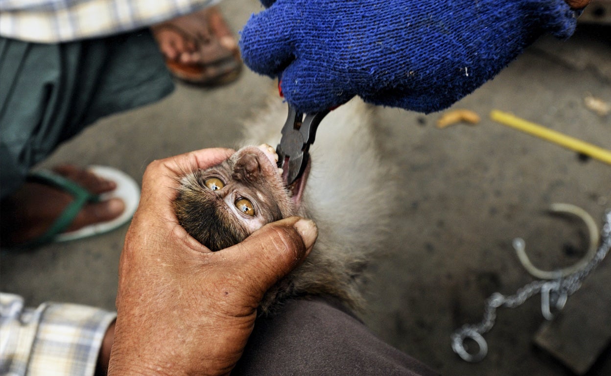 En un mercado de Yakarta, Indonesia, un empleado corta con unas tenazas los colmillos de un macaco de cola larga para que no haga daño al morder. Vendidos como mascotas, estos macacos se venden a unos 10 euros.
