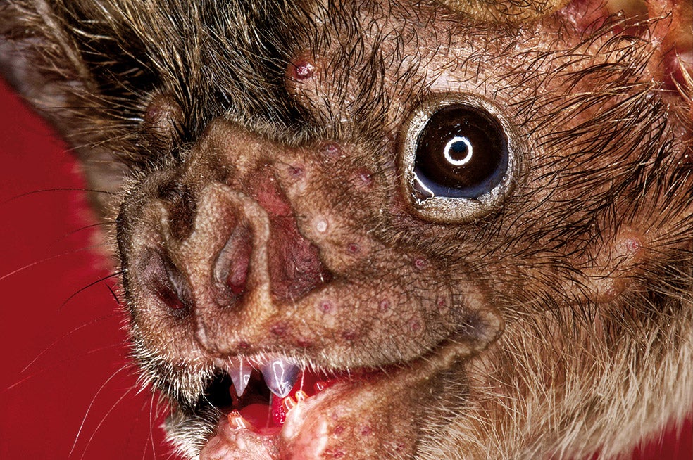 Responsable de la muerte de miles de vacas cada año, el murciélago vampiro vive entre Texas y Chile y ataca por la noche. Se orienta con el colículo inferior de su cerebro, que localiza el sonido regular de la respiración de los animales al dormir. Su saliva contiene una glicoproteína, la draculina, que impide que la sangre de la presa se coagule.