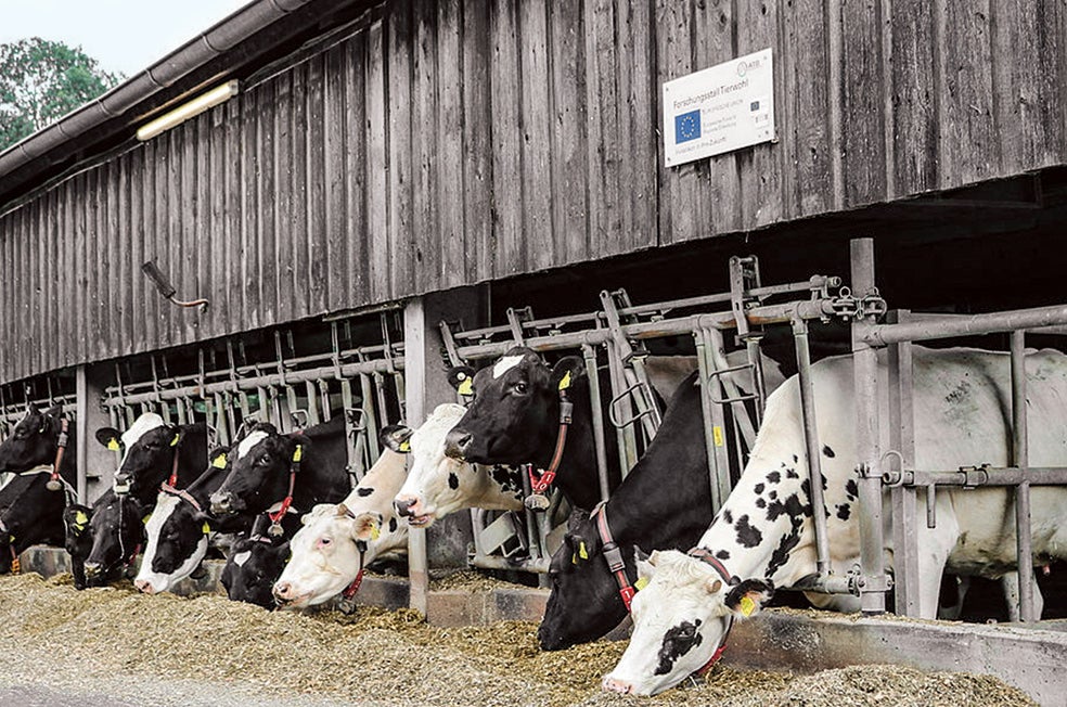 Las vacas del proyecto alemán monitorizado. Los animalistas cuestionan que la tecnología mejore la vida del animal; más bien aumentará su rendimiento.