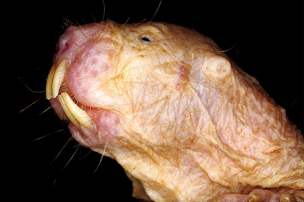 La rata topo vive en Etiopía, Kenia y Somalia. Sus dientes son como palas excavadoras, y su piel sin pelo es insensible a muchos tipos de dolor por su deficiencia de un neuropéptido: la sustancia P. En muchos lugares se la considera una plaga. Vive en un sistema subterráneo de castas bajo el gobierno de una reina.