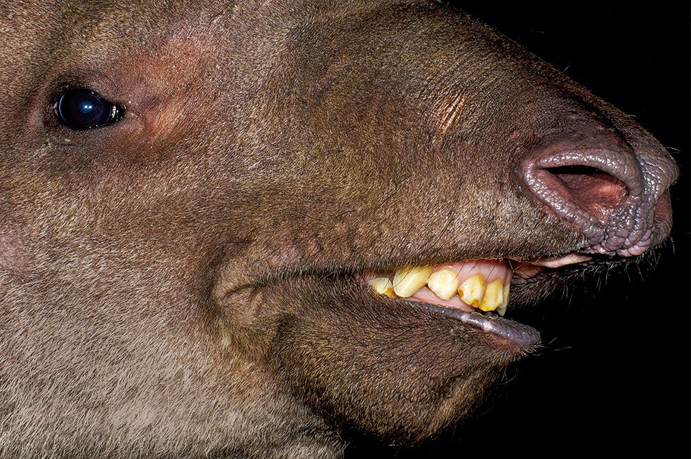 De la familia de los tapires solo sobrevive el tapir amazónico. Pertenece al orden de los caballos, con los que está lejanamente emparentado, y los rinocerontes, su pariente más cercano. La desproporción en su cabeza la marca su alargado hocico, con el que arranca hojas, hierbas y raíces, su alimento principal.