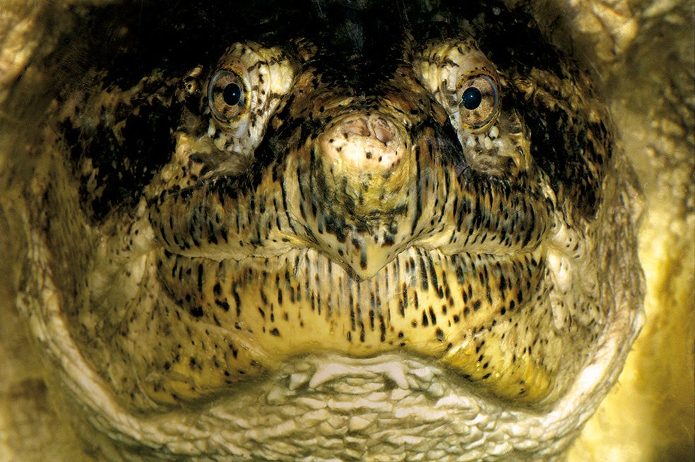 La tortuga mordedora vive en las zonas pantanosas de América, y a su hocico desagradable, con mandíbula potente, se le une el desagradable olor que exuda para defenderse. Cazadora nocturna muy activa, captura peces, aves, anfibios, reptiles, pequeños mamíferos… Se alimenta también de carroña.