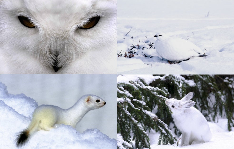 El búho nival no cambia el color del plumaje con la primavera. Los lagópodos, parientes de las perdices, gallinas y faisanes, pasan de plumajes pardos a otros completamente blancos. El armiño, uno de los mamíferos más pequeños del mundo, también pasa del color pardo al blanco, lo mismo que la liebre ártica, blanca en invierno, de gris azulado en la primavera.