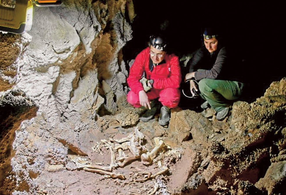 Un equipo del Instituto Internacional de Investigaciones Prehistóricas de Cantabria encontró en la cueva de la Garma el esqueleto completo de un león de las cavernas. Se refugió, herido o enfermo, en una galería inferior de la cueva –decorada con pinturas rupestres– que quedó sellada por un derrumbe hace 16.000 años.