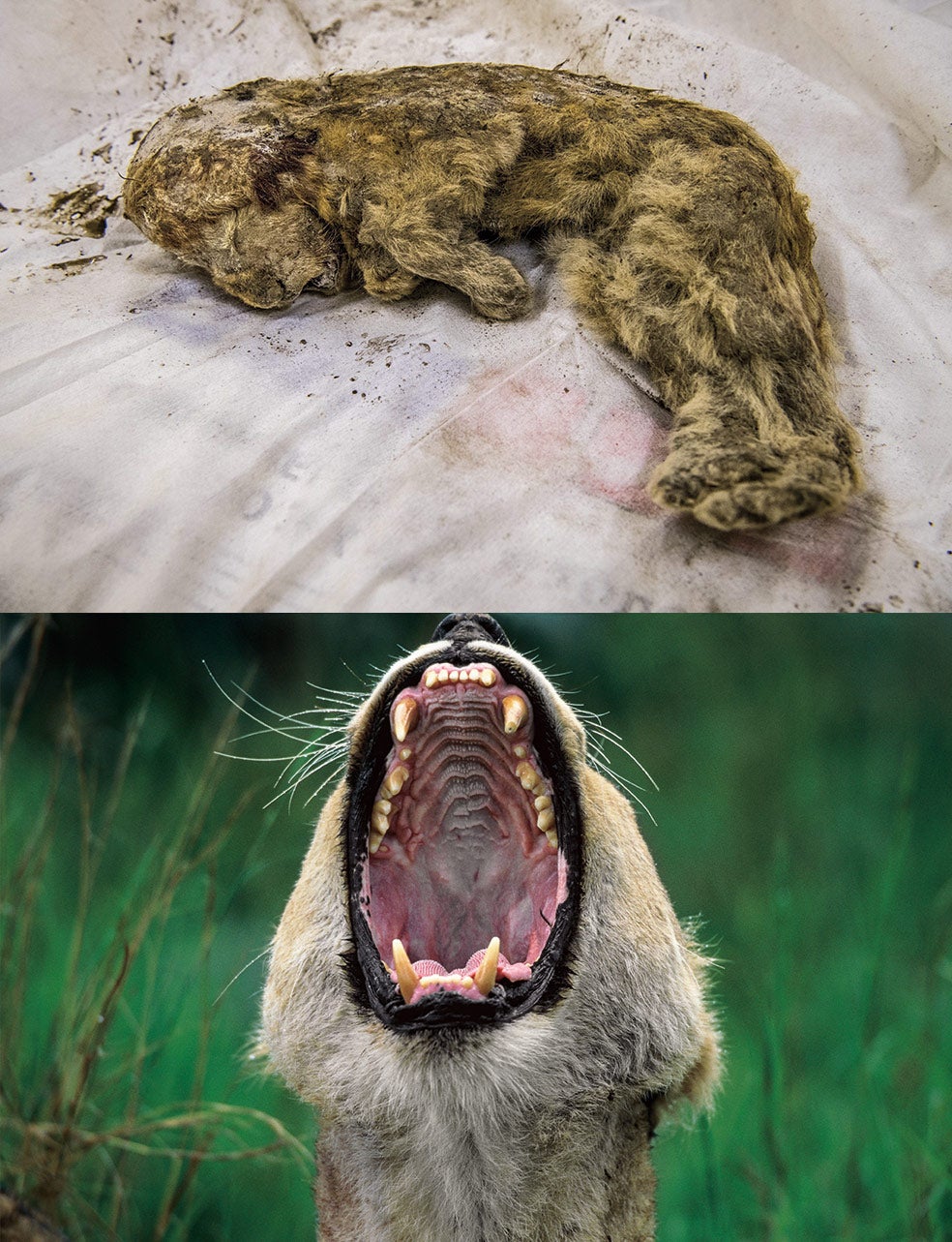 Se han encontrado los restos de dos cachorros bien conservados en el permafrost del río Uyanchina en Yakutia (Siberia). El cráneo del león de las cavernas era parecido al del tigre; los colmillos, muy grandes; y el pelaje similar al del león actual, pero los machos no tenían melena.
