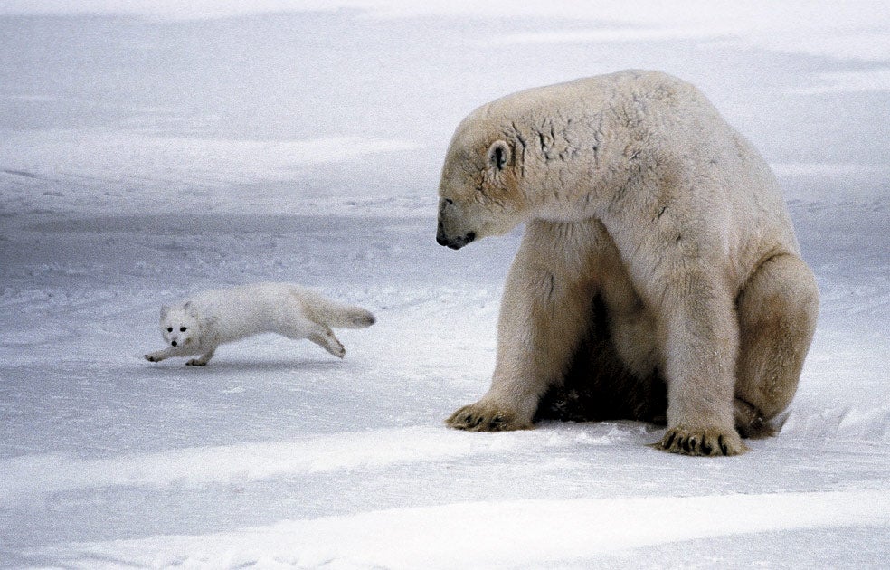 Cuando el invierno ártico hace casi imposible encontrar presas pequeñas, los zorros árticos suelen seguir a los grandes osos polares para intentar aprovecharse de los restos de sus cacerías.